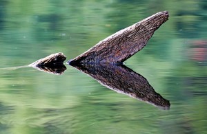 Reflected Wood Abstract